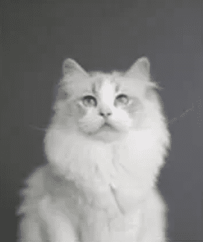 Everdolls Ragdolls Kittens for sale