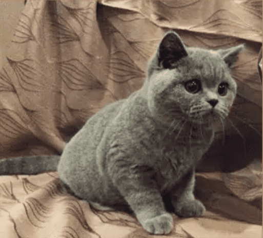 Ewenique British Shorthair Kittens for sale