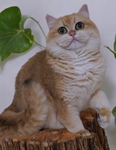Goldie 1-Photoroom