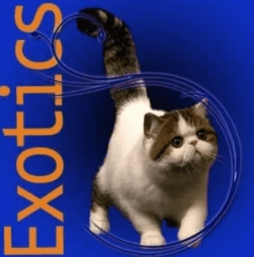 JayGee Exotic Shorthair Kittens for sale