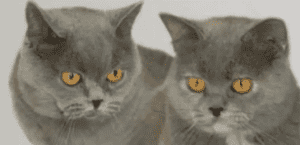 Keturah British Shorthair Kittens for sale