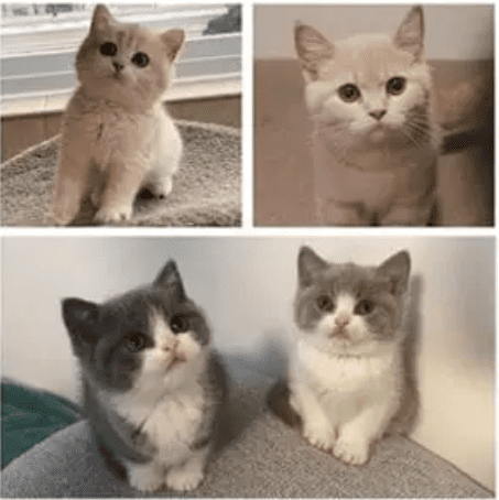 KittyMelon British Shorthair Kittens for sale