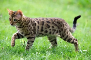 Lasskats Bengal Kittens for sale