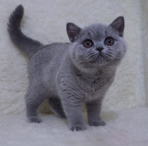 Britz British Shorthair Kitten for Sale