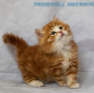 Prideshill kitten for sale