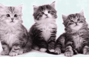 Snowgum Siberians Kittens for sale