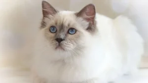 amjance cat