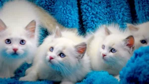 amjance ragdolls kittens for sale
