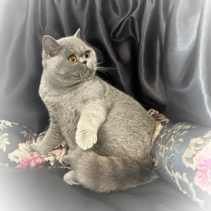 british shorthair kittens for sale by lynx cattery