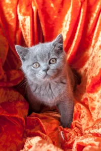 british shorthair kittens for sale by thistlepaw cattery