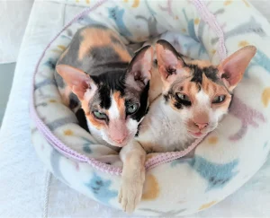 cornish rex kittens for sale brindie cattery