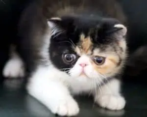 exotic shorthair kittens for sale by pussyfoot cattery