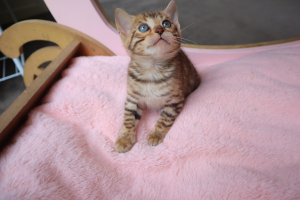 DDLIONSDOLLS Bengal kitten on a blanket
