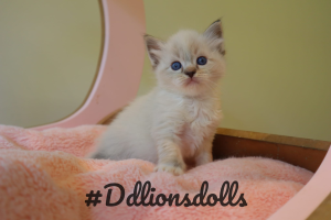 DDLIONSDOLLS Ragdoll Kitten on a blanket