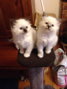 Bindura Birmans kittens on a stand
