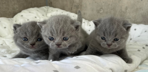Ewenique British Shorthair kittens on a blanket