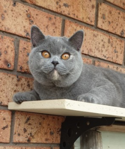Ancroft British Shorthair Cat on a stand