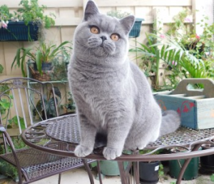 Ancroft British Shorthair Cat on the table