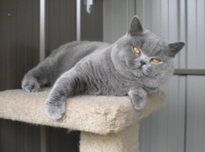 Ancroft British Shorthair Cat on a stand