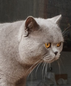 Ancroft British Shorthair Cat
