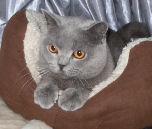 Britern British Shorthairs Cat on a pillow