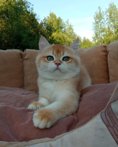 Exo Beauties British Shorthair Cat on a sofa