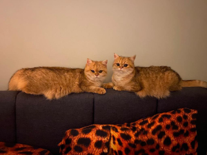 Exo Beauties British Shorthair Cats on a sofa