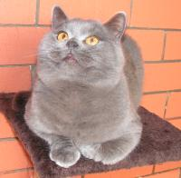 Keleen British Shorthair Cat on a stand