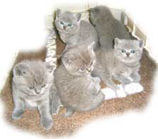Keleen British Shorthair kittens