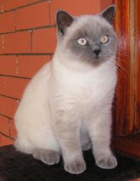 Keleen British Shorthair Cat
