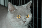 Keturah British Shorthair Cat