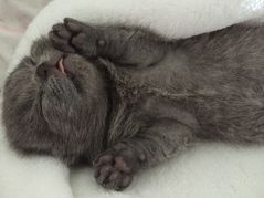 Chubbybritz British Shorthair kitten