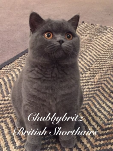 Chubbybritz British Shorthair Cat