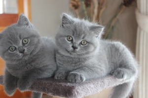 Jehanne British Shorthair kittens on a stand