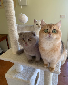Peartreehill British Shorthair Cats on a stand