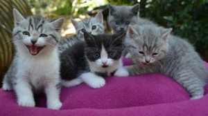 Obanya British Shorthair kittens