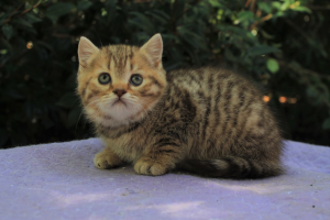 Obanya British Shorthair kitten