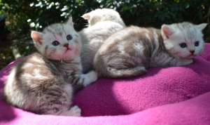 Obanya British Shorthair kittens on a blanket