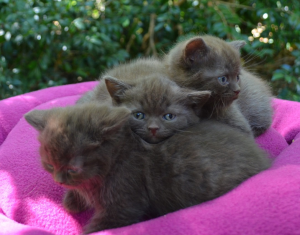 Obanya British Shorthair kittens on a blanket