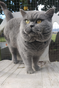 Avon Cattery British Shorthair Cat