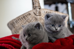 Avon Cattery British Shorthair kittens on a blanket