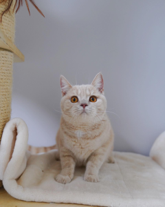KittyMelon British Shorthair Cat on a blanket