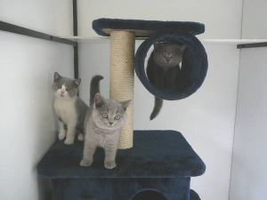 Dassin Cattery British Shorthair kittens on a stand