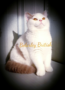 Belarley British Shorthair Cat