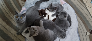 Carinya British Shorthair kittens on a pillow
