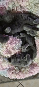 Carinya British Shorthair kittens on a pillow