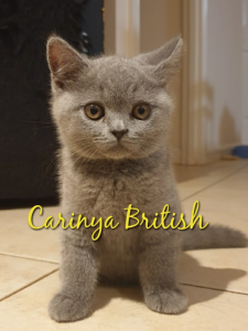 Carinya British Shorthair kitten