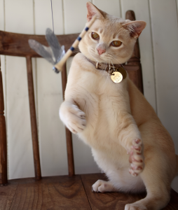 Warbo Cattery Burmese Cat on a chair