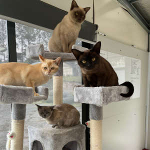 Warbo Cattery Burmese Cats on a stand