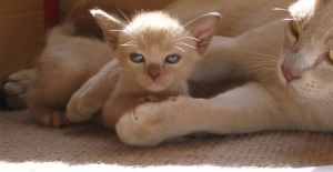 arsenios burmese kittens for sale